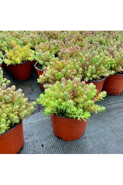 Очиток гірський Ангеліна саджанець в горщику 3 л